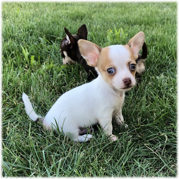 Petit Mâle Chihuahua du Domaine de Mondon