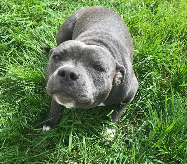 Nicky Femelle Staffy LOF reproductrice Haute Vienne