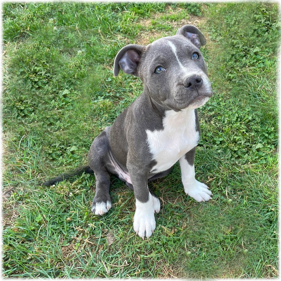 Petit mâle Staffordshire Bull Terrier couleur bleu et blanc de l'élevage du Domaine de Mondon