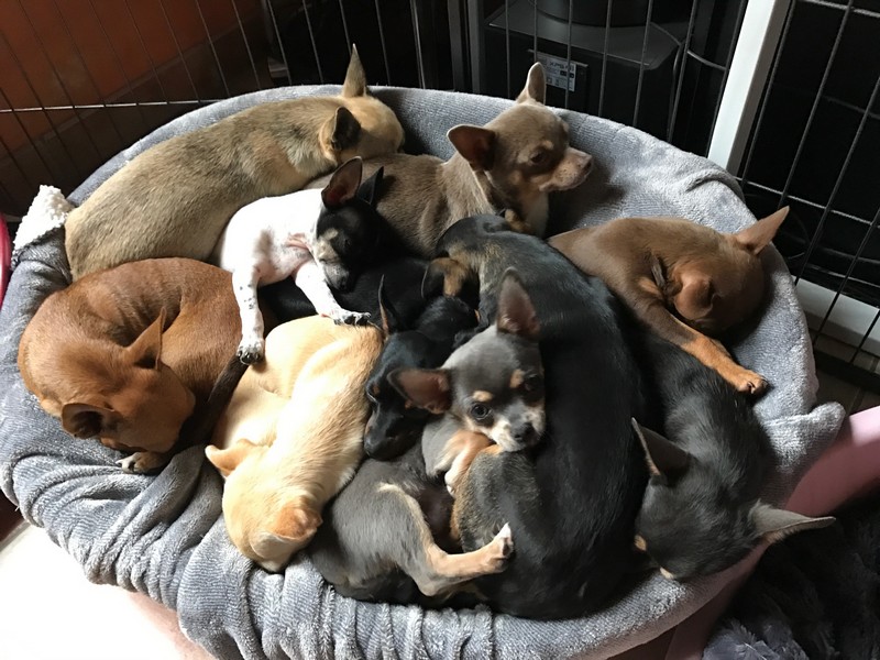 Les Chihuahua de l'élevage du Domaine de Mondon en groupe