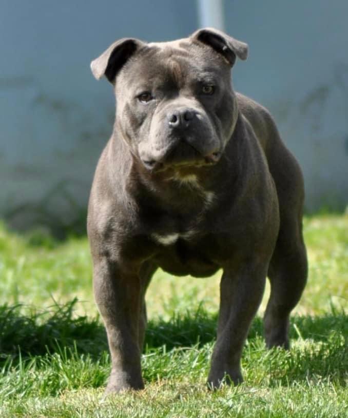 Bluedogcity Riddick mâle Staffordshire bull terrier Bluedogcity Riddick mâle Staffordshire bull terrier