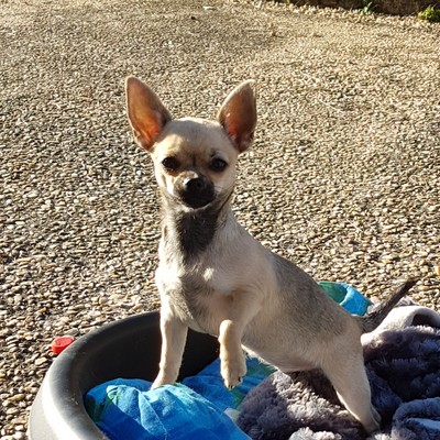 Léa Femelle Chihuahua reproductrice Haute Vienne