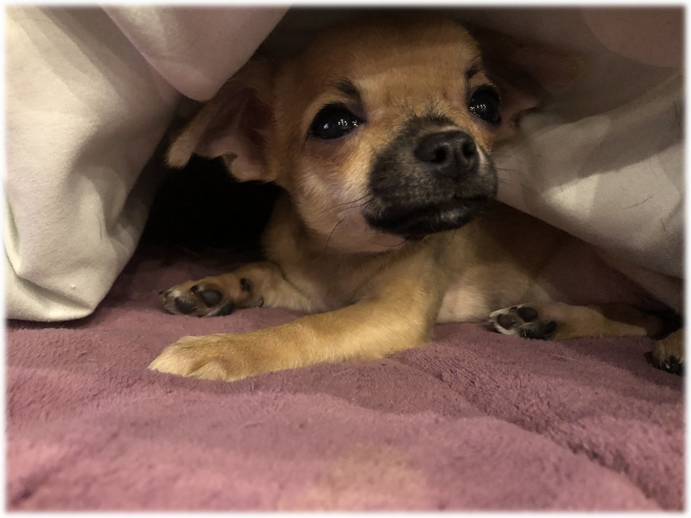 Chien De Petite Taille à Adopter Gratuitement Près De Vence