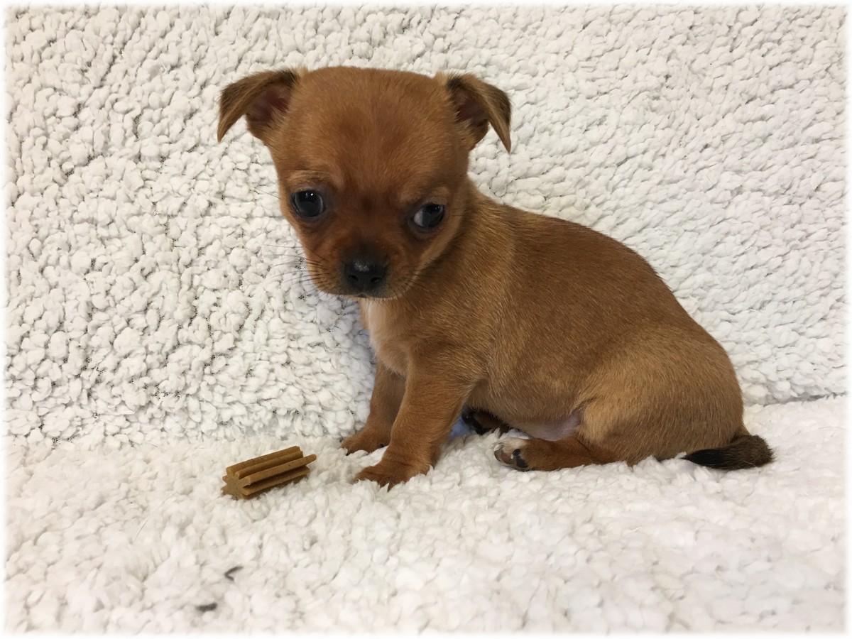 Petite Femelle Chihuahua du Domaine de Mondon