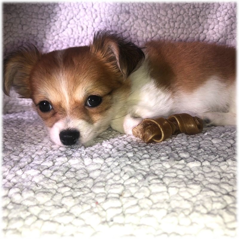 Petite Femelle Chihuahua du Domaine de Mondon