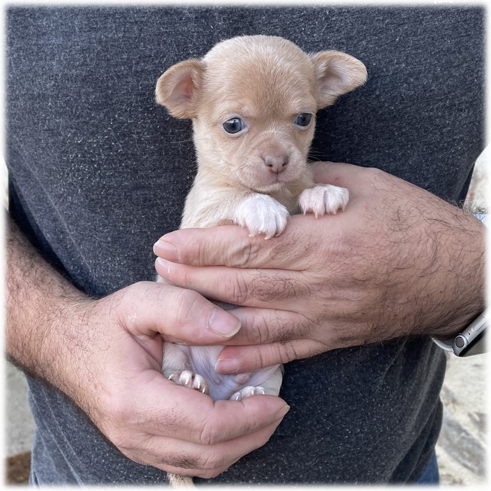 Petit mâle Chihuahua du Domaine de Mondon