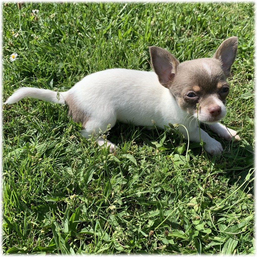 Petite femelle Chihuahua du Domaine de Mondon