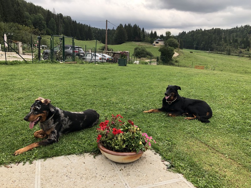 naya Femelle Beauceron reproductrice Haute Vienne