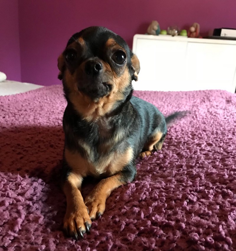 Praline Femelle Chihuahua reproductrice Haute Vienne