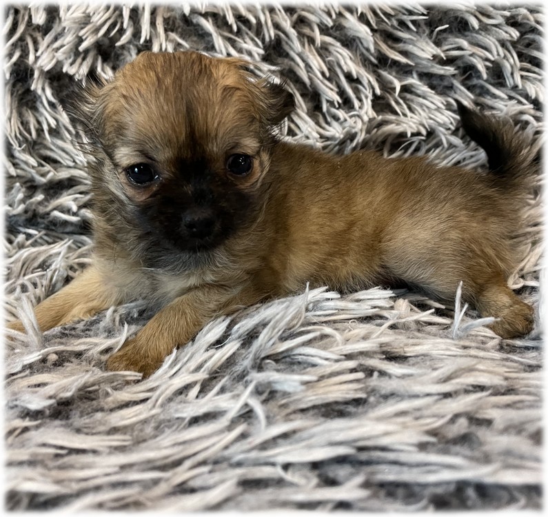 Petite femelle Chihuahua du Domaine de Mondon