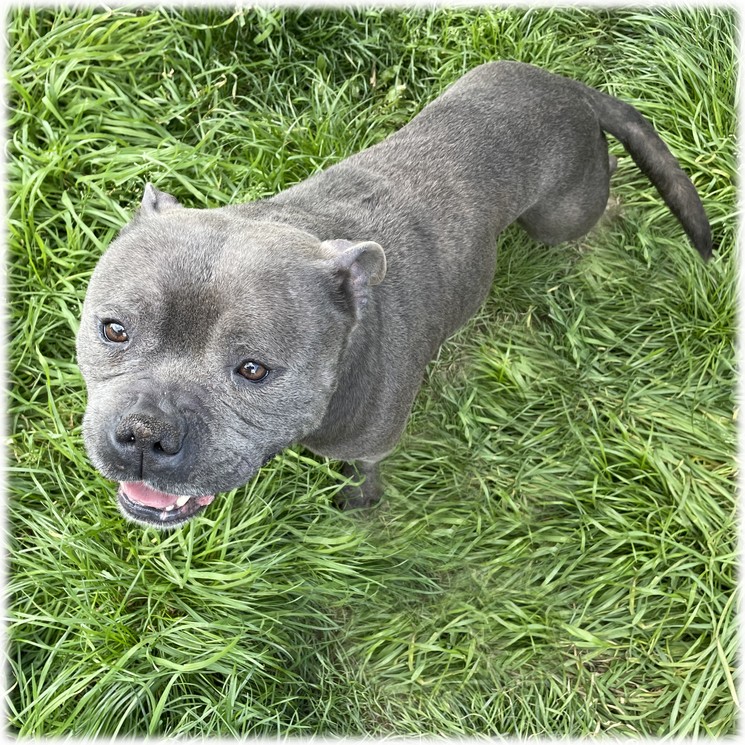 Rosco mâle Staffordshire bull terrier Rosco mâle Staffordshire bull terrier