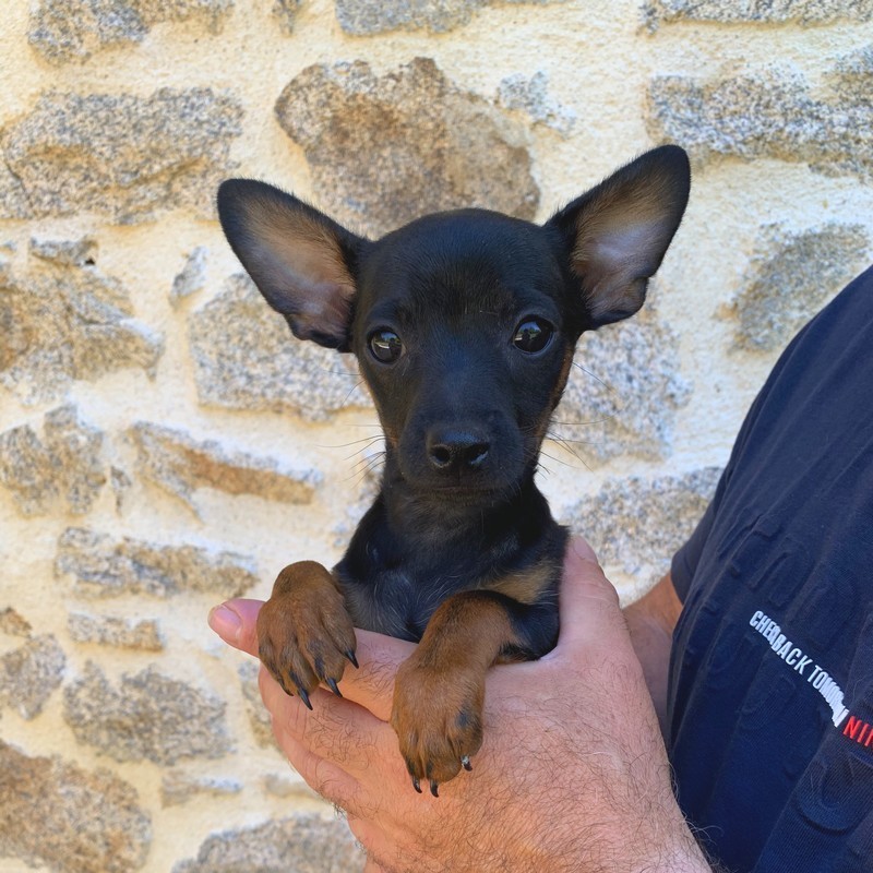 Petit mâle Chihuahua du Domaine de Mondon