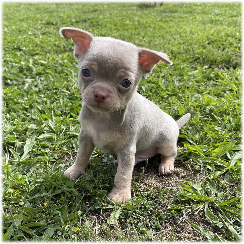 Petit mâle Chihuahua couleur Bleu Lavande de l'élevage du Domaine de Mondon