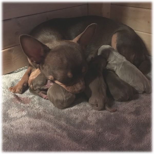 Praline Femelle Chihuahua reproductrice Haute Vienne
