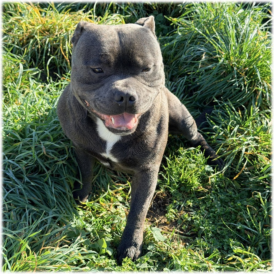 Bluedogcity Viggo mâle Staffordshire bull terrier Bluedogcity Riddick mâle Staffordshire bull terrier