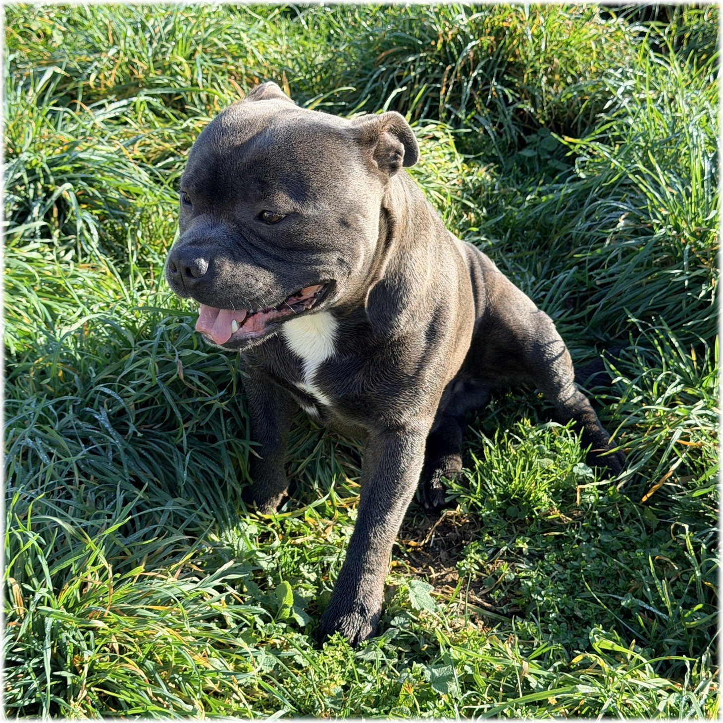 Bluedogcity Viggo mâle Staffordshire bull terrier Bluedogcity Riddick mâle Staffordshire bull terrier