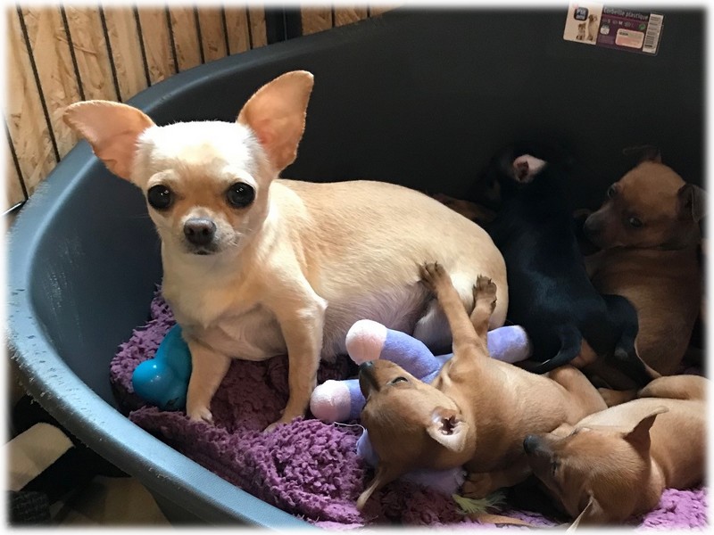 Lili Femelle Chihuahua reproductrice Haute Vienne