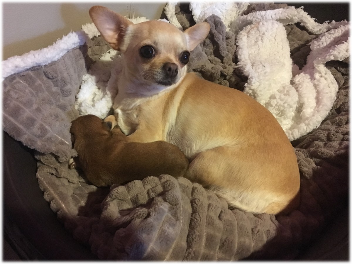 Lili Femelle Chihuahua reproductrice Haute Vienne