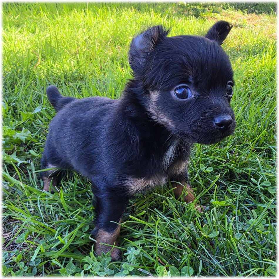 Petit mâle Chihuahua couleur Noir de l'élevage du Domaine de Mondon