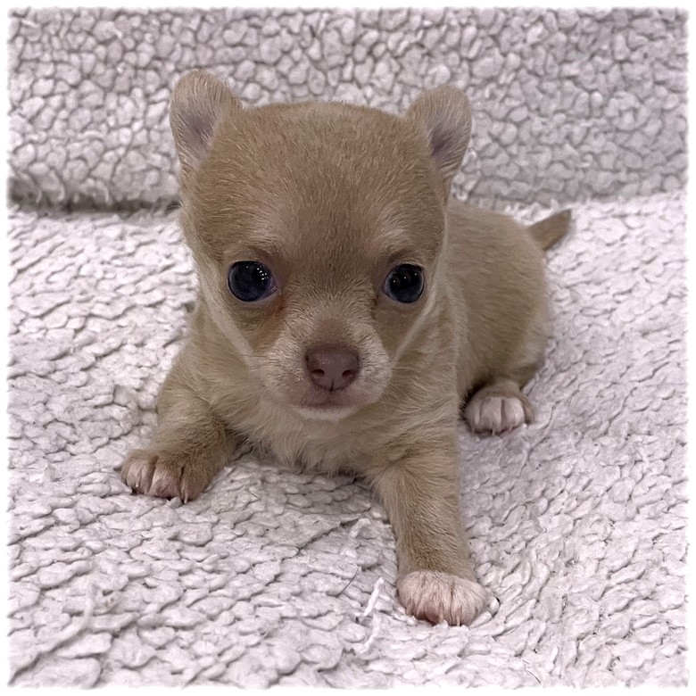Petite femelle Chihuahua couleur Crème de l'élevage du Domaine de Mondon