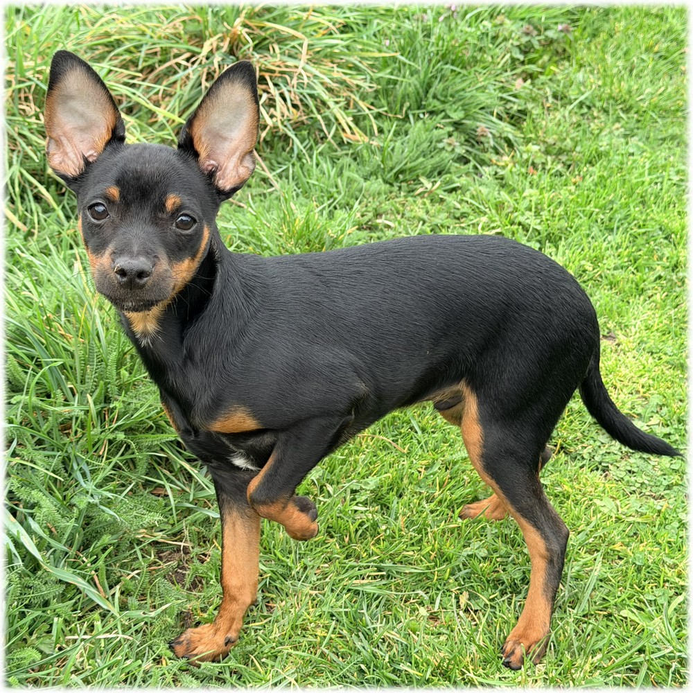 Petit mâle Pinscher nain couleur noir et feu de l'élevage du Domaine de Mondon