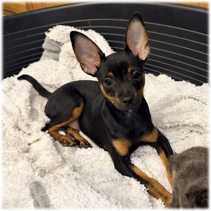 Petit mâle Pinscher nain couleur noir et feu de l'élevage du Domaine de Mondon