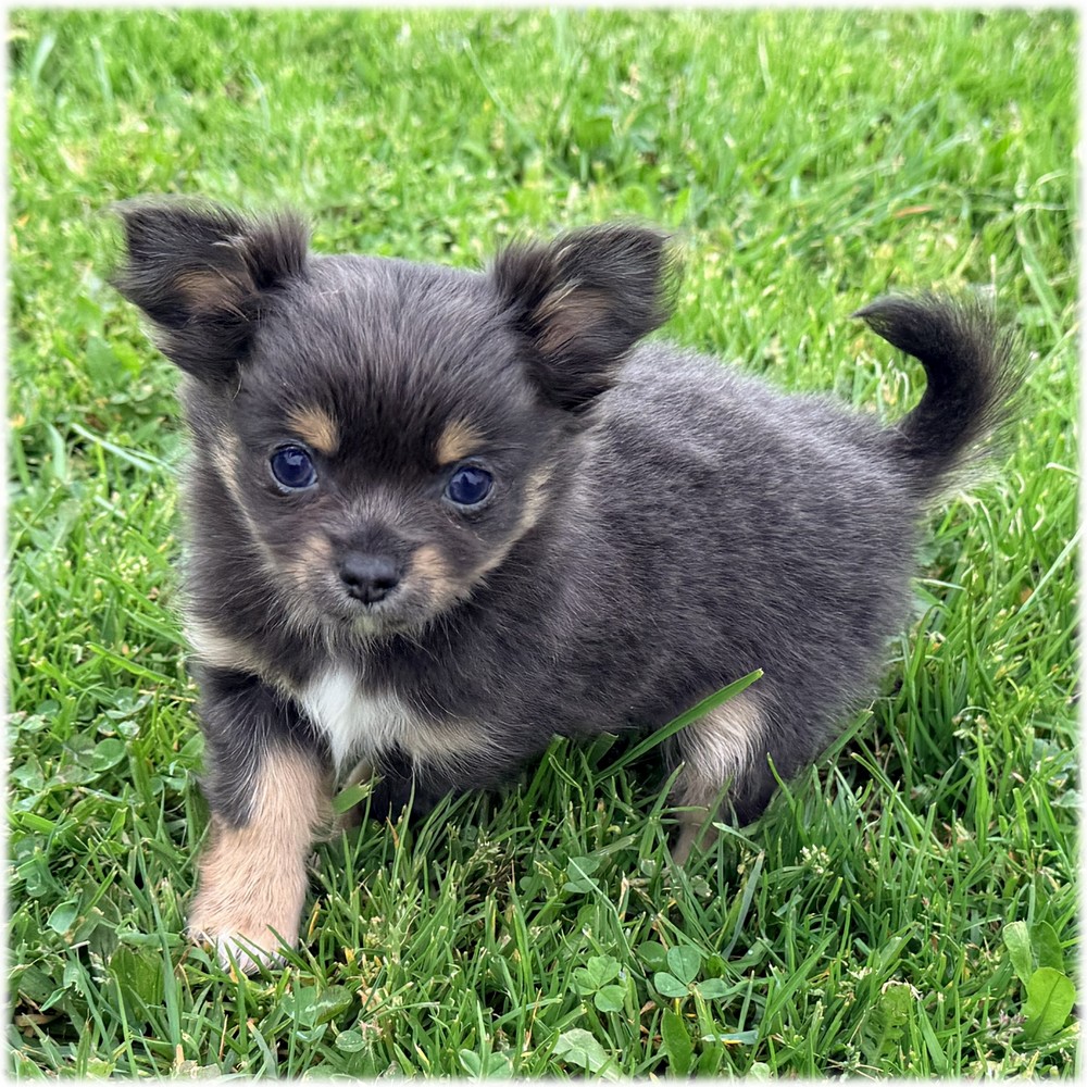 Petit mâle Chihuahua couleur Bleu de l'élevage du Domaine de Mondon