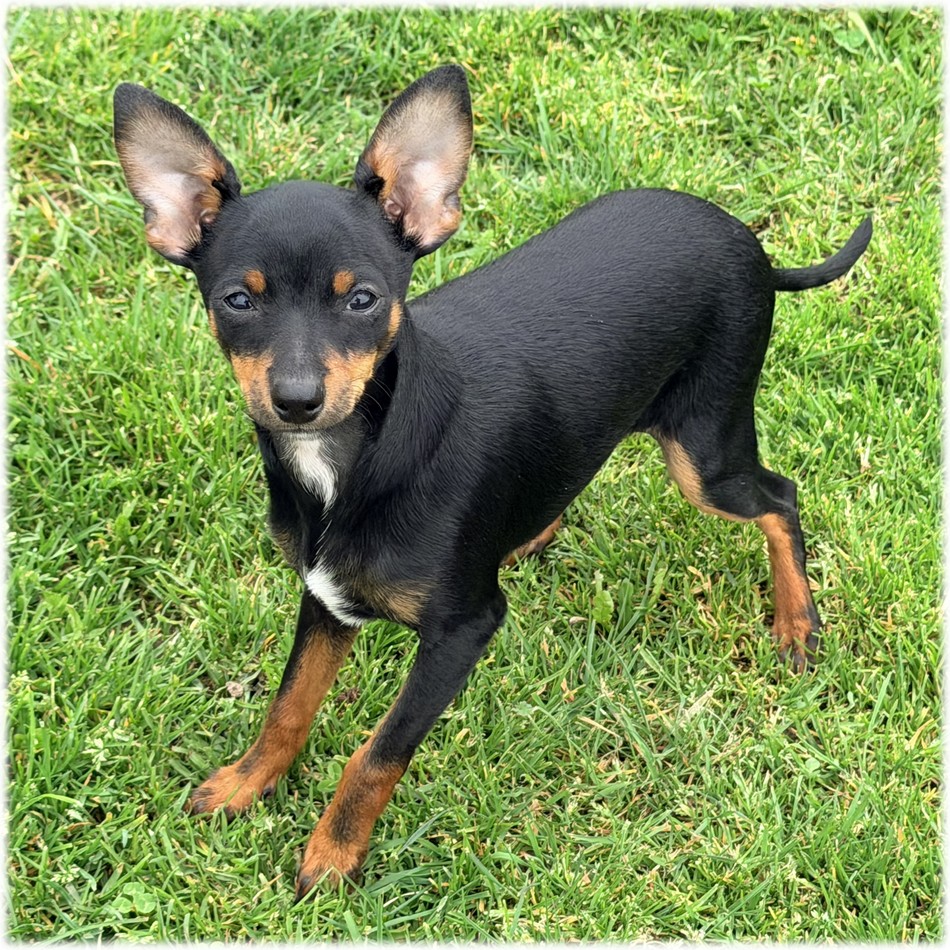 Petit mâle Pinscher Nain couleur Noir et feu de l'élevage du Domaine de Mondon