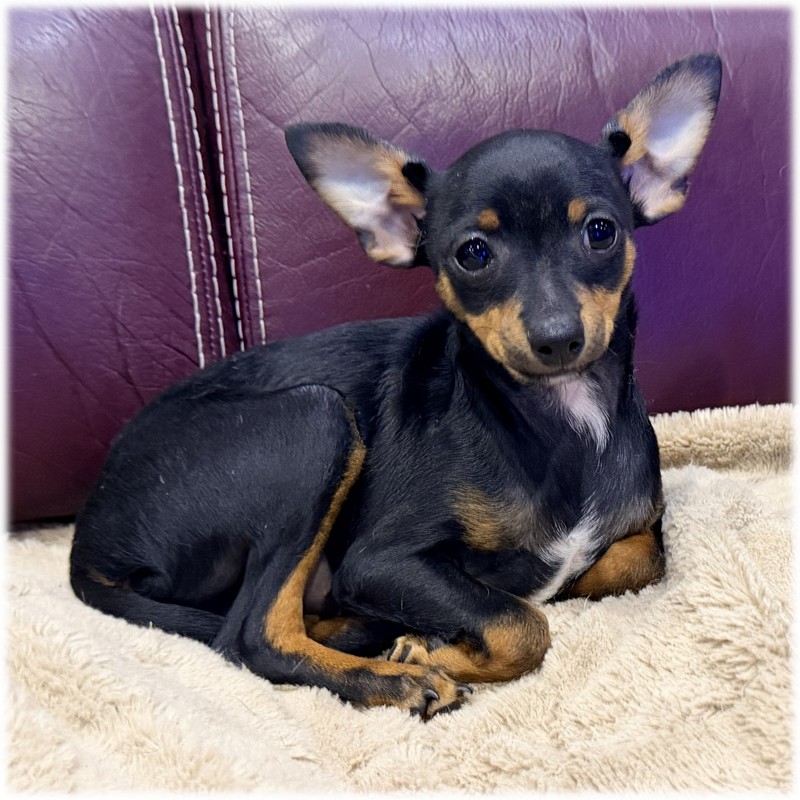 Petit mâle Pinscher Nain couleur Noir et feu de l'élevage du Domaine de Mondon